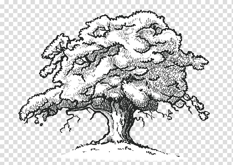 Northern Red Oak White oak Drawing Tree Desktop , line drawing transparent background PNG clipart