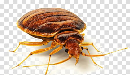 Bed bug transparent background PNG clipart