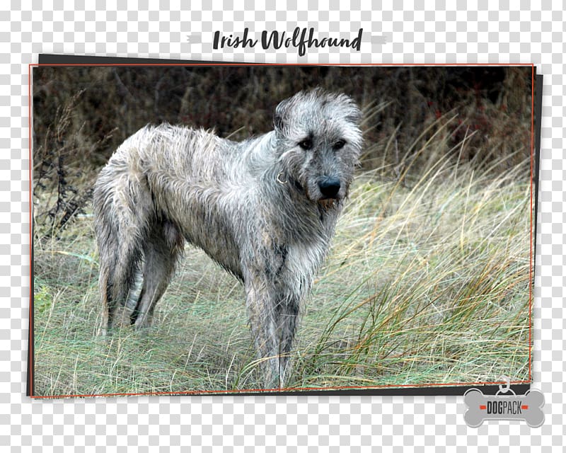 Irish Wolfhound Scottish Deerhound American Staghound Dog breed Tibetan Mastiff, others transparent background PNG clipart