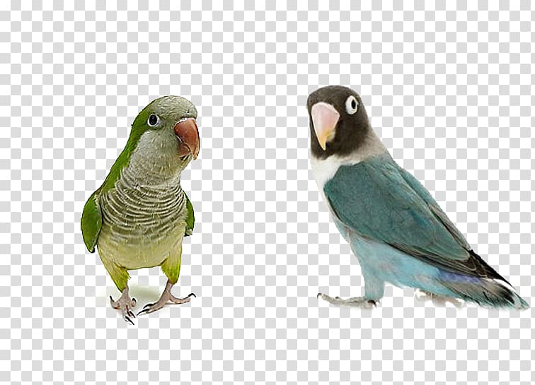 graphic paper Standard Paper size Gloss Inkjet printing, Talking parrot transparent background PNG clipart