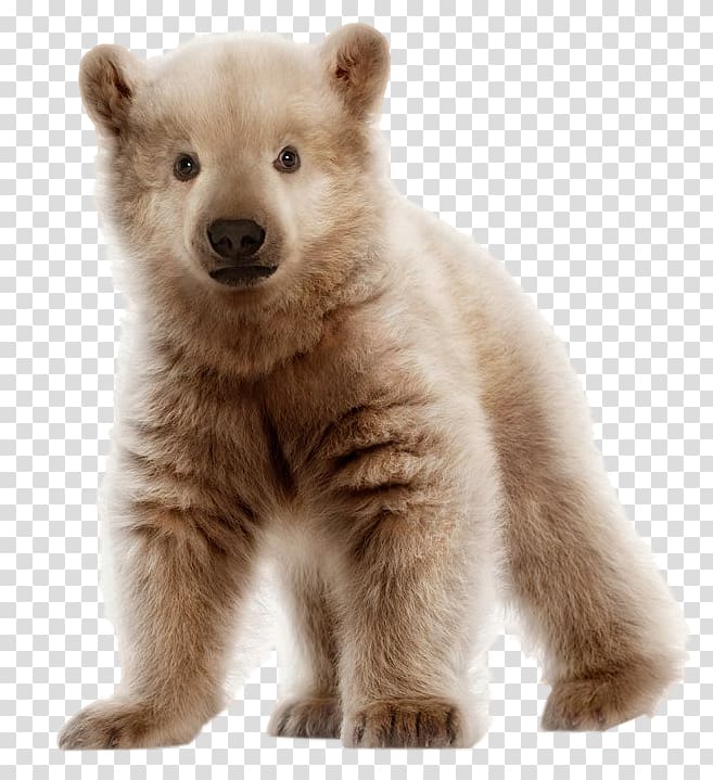Polar bear Brown bear Pizzly Grizzly bear, brown bear transparent background PNG clipart