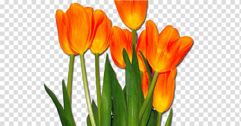 Tulip Orange Cut flowers Desktop , Orange Tulip transparent background PNG clipart
