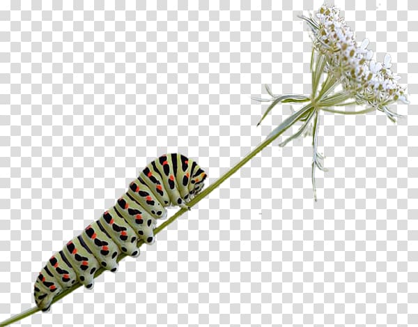 Caterpillar Butterfly Insect, caterpillar transparent background PNG clipart