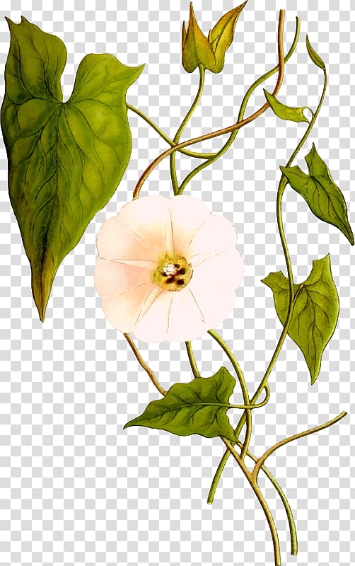 Calystegia sepium Field bindweed Convolvulus cneorum Morning glory, plant transparent background PNG clipart