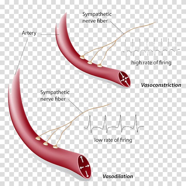 Vasoconstriction Vasodilation Hot flash Blood vessel Symptom, blood transparent background PNG clipart