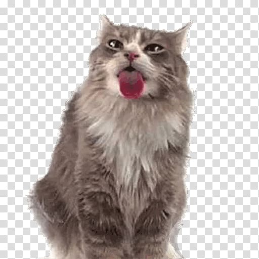 Cat Kitten Desktop Screensaver Computer Monitors, Cat transparent background PNG clipart