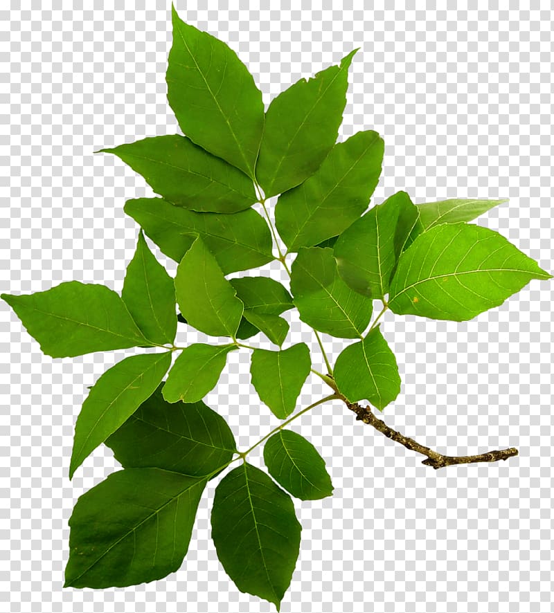 Branch Tree , tree transparent background PNG clipart