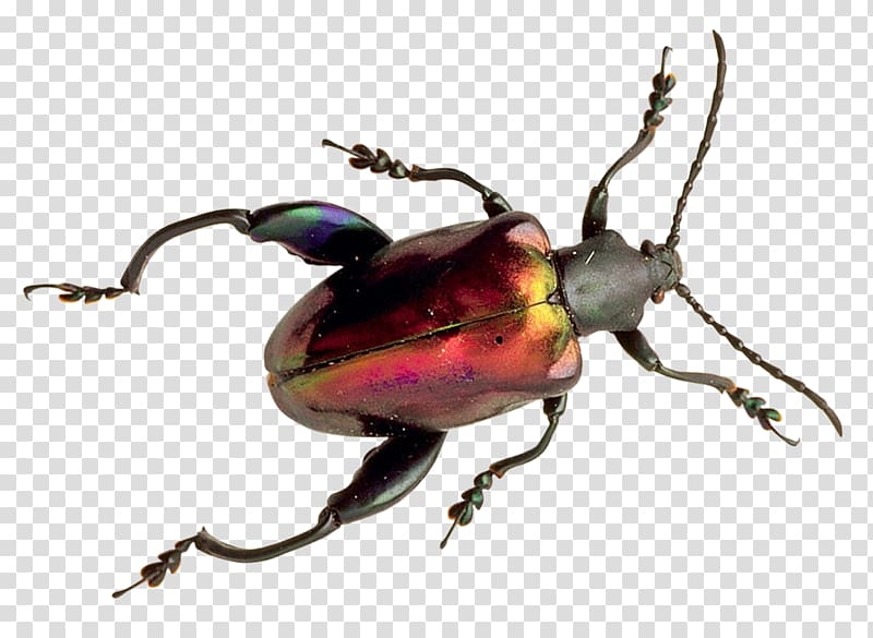 Beetle Icon, Beetle transparent background PNG clipart
