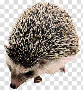 Hedgehog transparent background PNG clipart