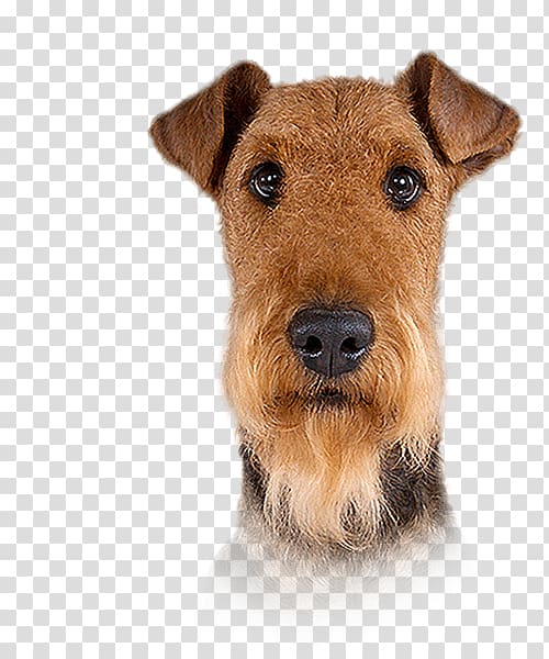 Welsh Terrier Lakeland Terrier Airedale Terrier Irish Terrier Pekingese, puppy transparent background PNG clipart