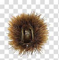 brown nest, Chestnut In Husk transparent background PNG clipart