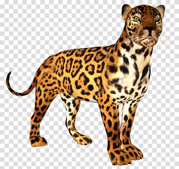 Leopard Cheetah Jaguar Ocelot Tiger, leopard transparent background PNG clipart