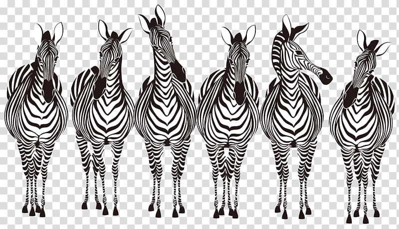 Zebra , zebra transparent background PNG clipart