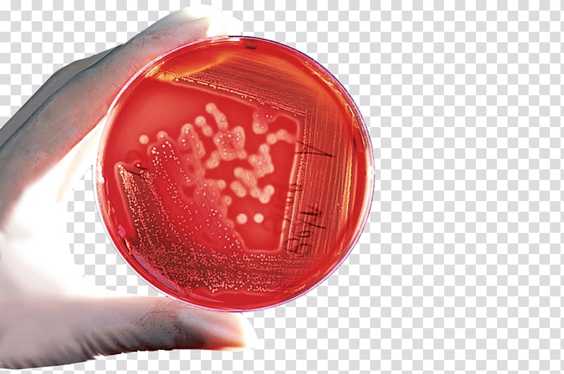 Bacteria Plate count agar Cell Agar plate, prevent infection transparent background PNG clipart