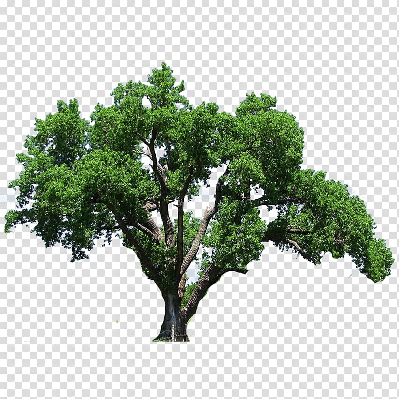 Southern live oak Tree Flowering dogwood , tree transparent background PNG clipart