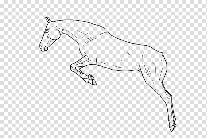 Mule Arabian horse Foal Mustang Stallion, leaping transparent background PNG clipart