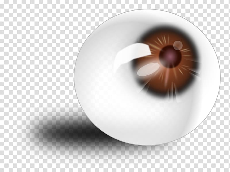 Human eye , eye brow transparent background PNG clipart