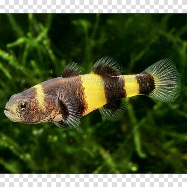 Bumblebee fish Common carp Fishkeeping Aquarium, fish transparent background PNG clipart