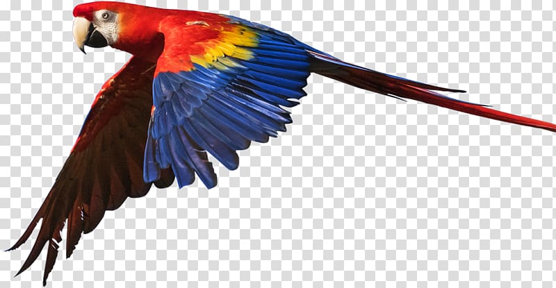 Budgerigar Macaws Loriini Family Vet Veterinary Hospital, Bird transparent background PNG clipart