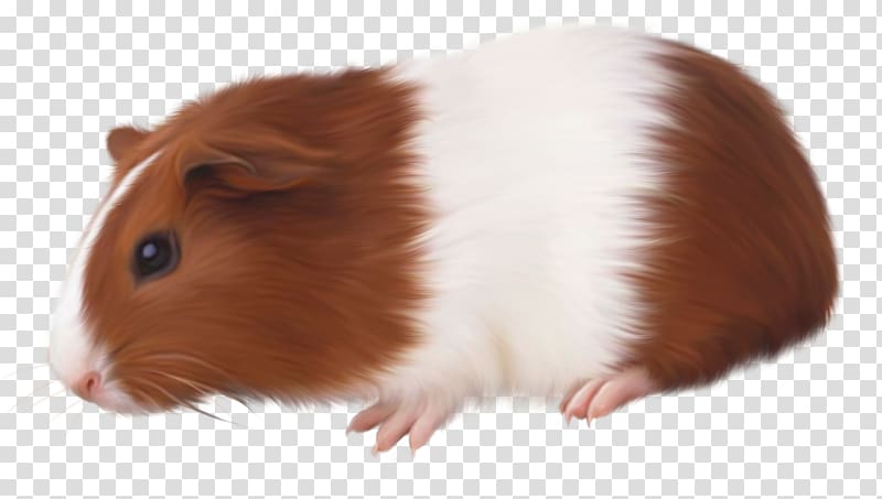 brown and white hamster, Guinea pig Rodent Domestic pig Animal, guinea pig transparent background PNG clipart