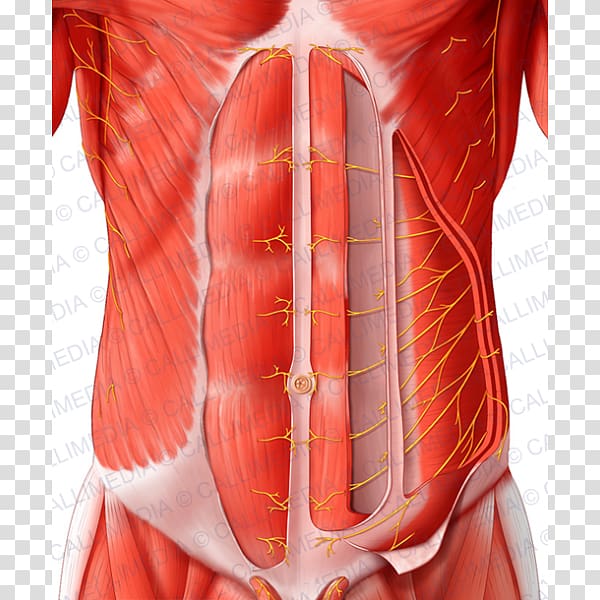 Rectus abdominis muscle Abdominal wall Abdomen Nerve Transverse abdominal muscle, abdomen anatomy transparent background PNG clipart