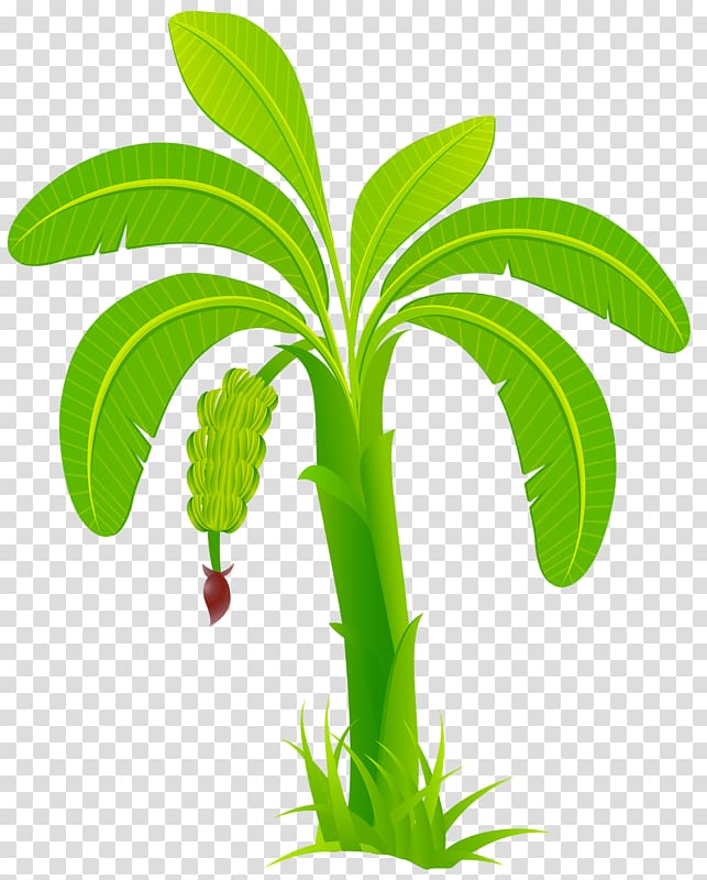 Arecaceae Computer file, Green banana transparent background PNG clipart