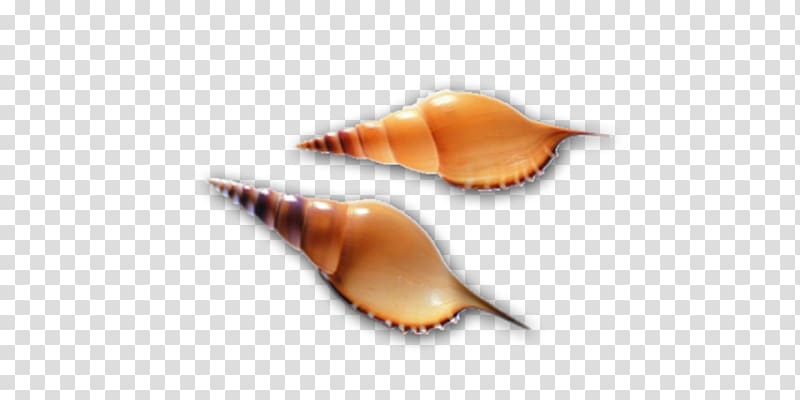 Seashell Molluscs Computer file, Two conch transparent background PNG clipart