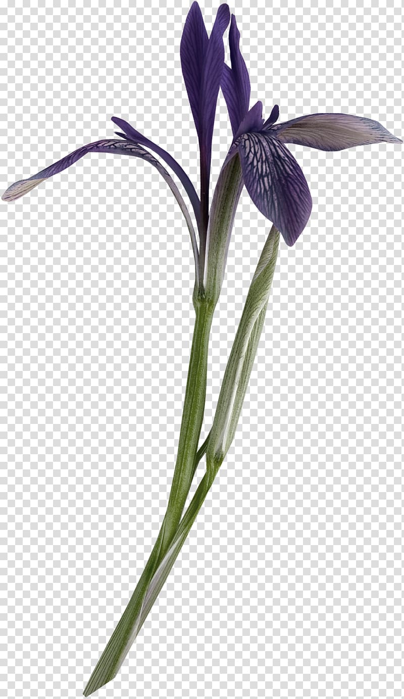 Cut flowers Plant stem Petal Violet, retro decor transparent background PNG clipart