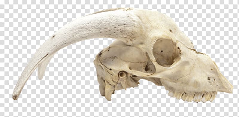 Animal Skulls Skeleton Bone, skull transparent background PNG clipart