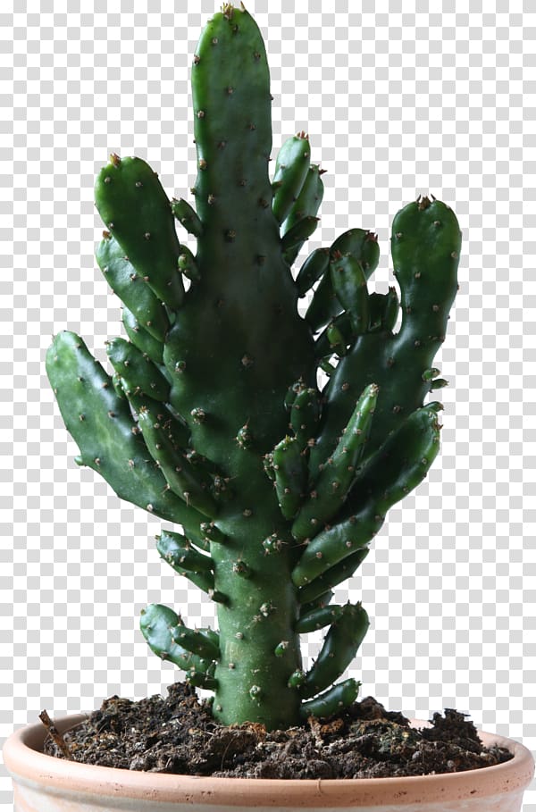 green cactus plant, Cactos/Cactus Cactaceae Succulent plant Prickly pear, Cactus transparent background PNG clipart