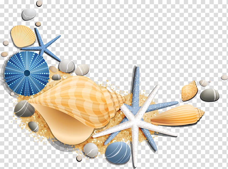 Vacation Sea Summer Beach Suite, seashell transparent background PNG clipart