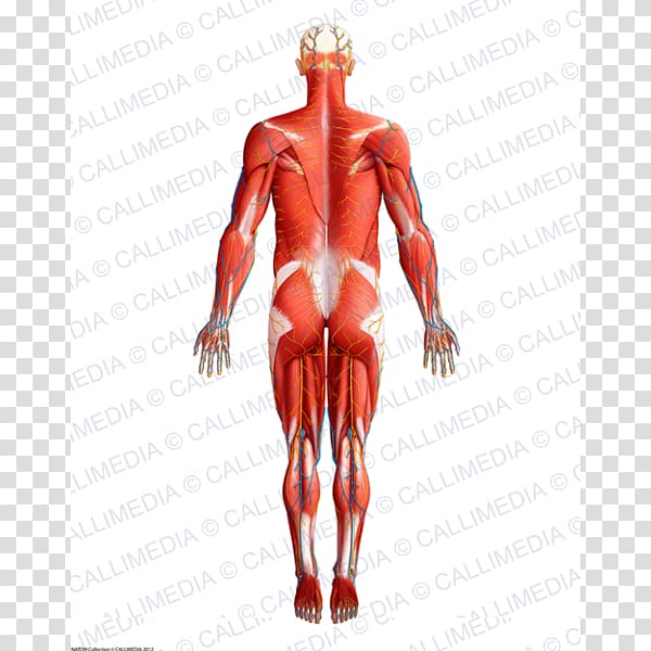 Muscle Homo sapiens Human Anatomy & Physiology Muscular system, others transparent background PNG clipart