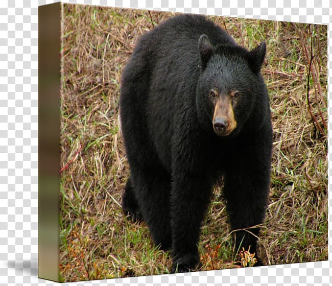 American black bear Grizzly bear Fauna Wildlife, bear transparent background PNG clipart