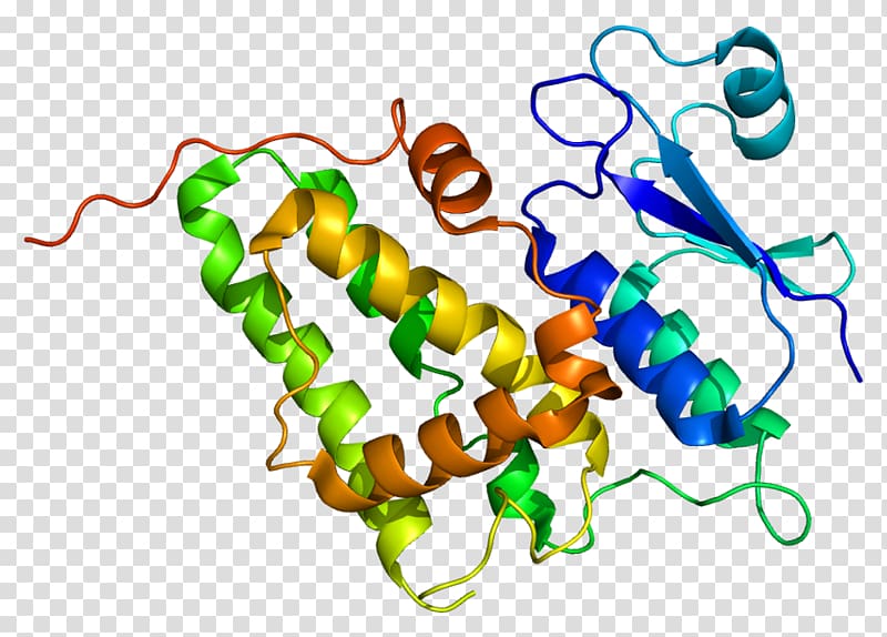 CLIC4 Aquaporin 4 Protein Gene Chloride channel, others transparent background PNG clipart