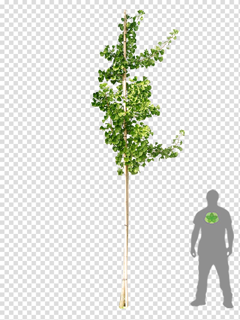 Tree Ginkgo biloba Woody plant Shrub, ginkgo transparent background PNG clipart