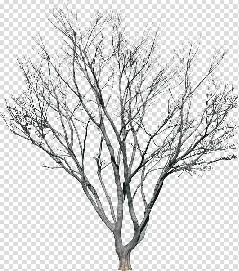 tree illustration, Tree Plant , bushes transparent background PNG clipart