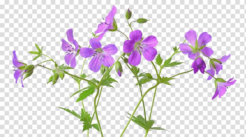 Geranium pratense Geranium maculatum Flower Meadow , flower meadow transparent background PNG clipart