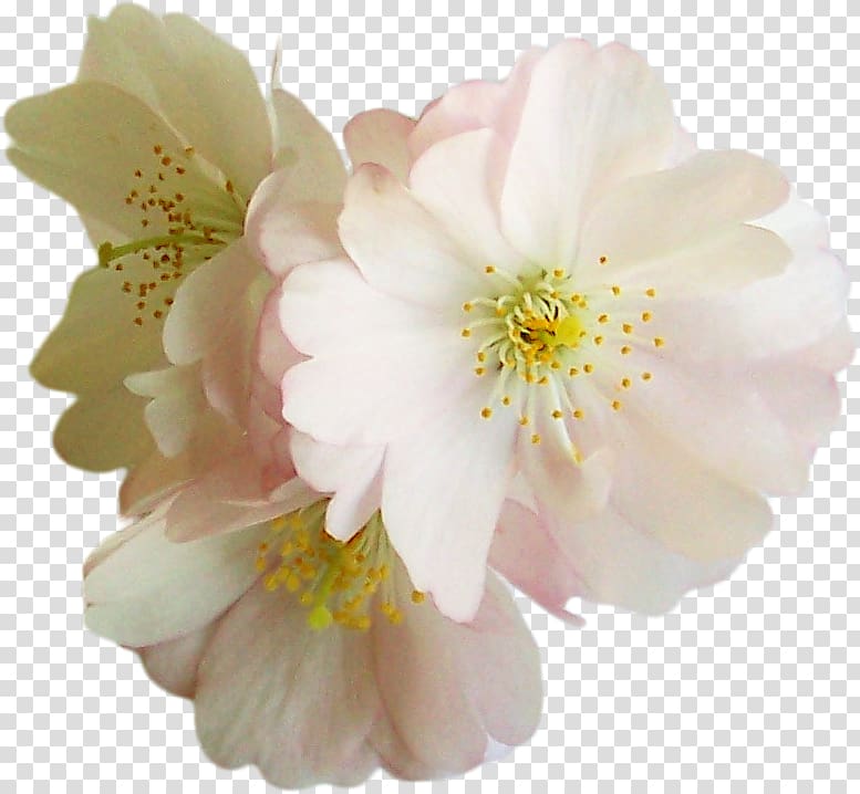 Flower Polyvore , Celebration Floral background material transparent background PNG clipart