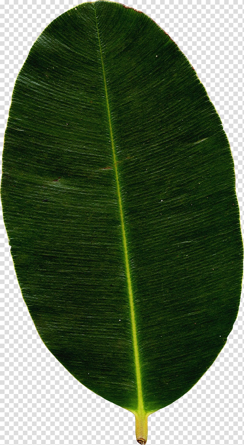 Banana leaf Plant, mint leaves transparent background PNG clipart