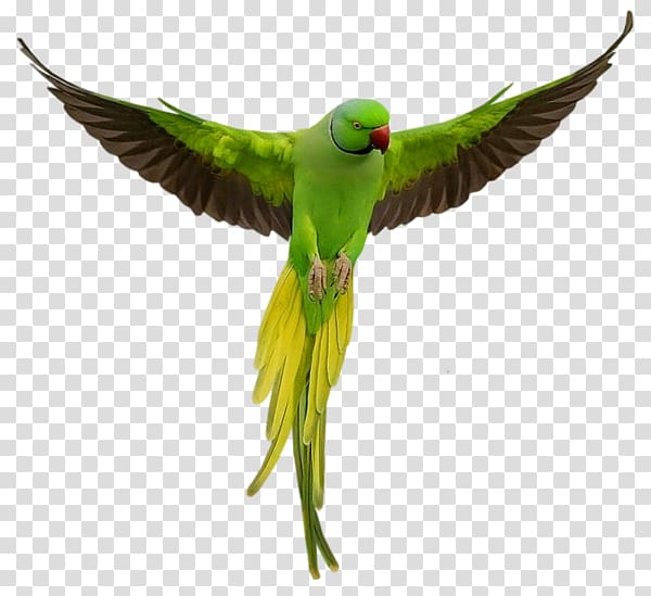 green and yellow bird, Parrot Bird Macaw, Parrot transparent background PNG clipart