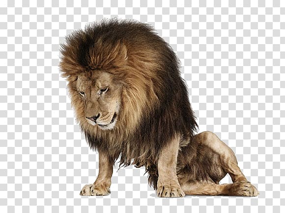 Creature Lion grapher Animal, Rasta Lion transparent background PNG clipart
