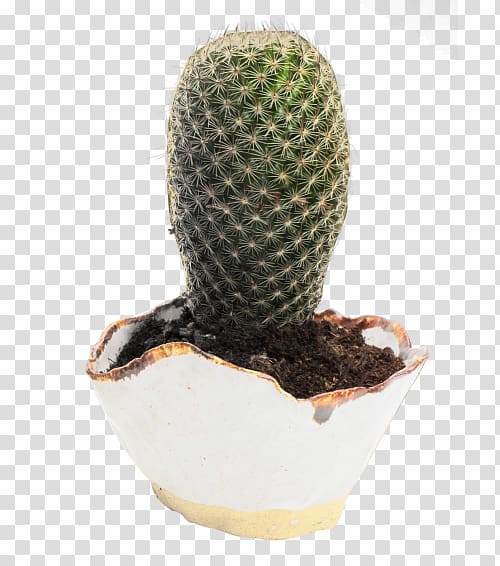 Cactaceae Flowerpot, Cactus transparent background PNG clipart