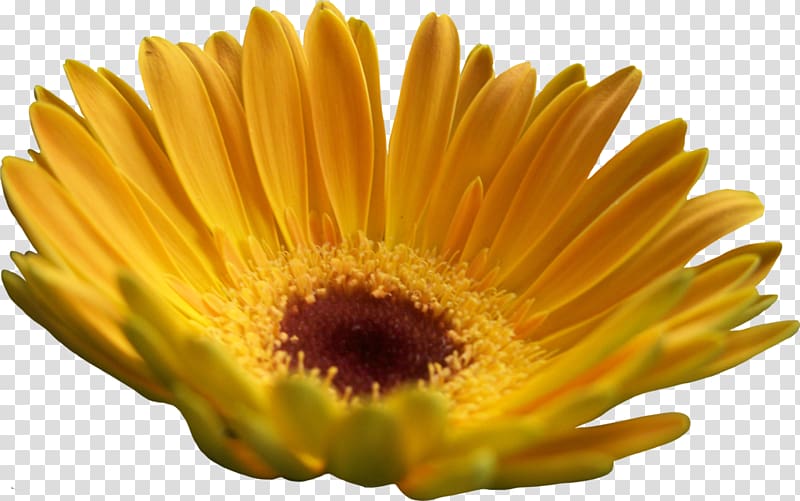 Transvaal daisy Yellow Common sunflower Common daisy, chrysanthemum transparent background PNG clipart