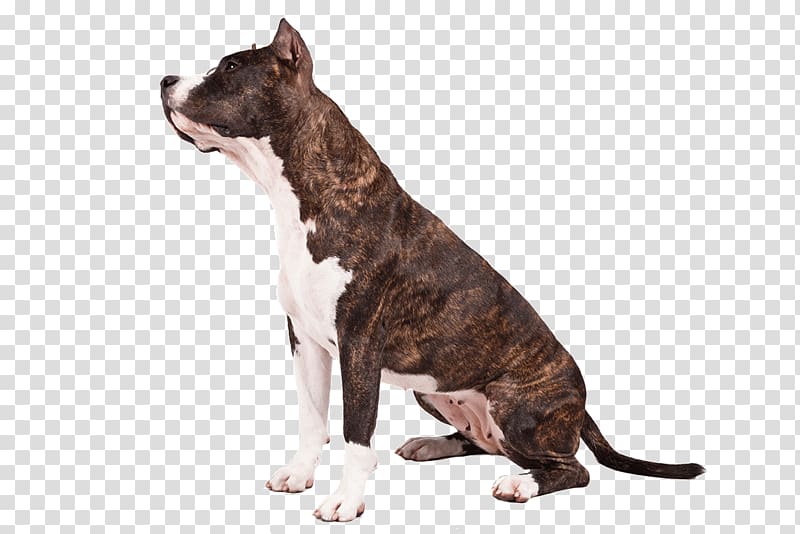American Staffordshire Terrier American Pit Bull Terrier Staffordshire Bull Terrier Dalmatian dog, american transparent background PNG clipart