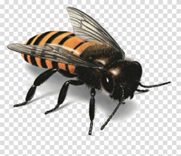 Western honey bee Insect Illustration, Striped Bee transparent background PNG clipart