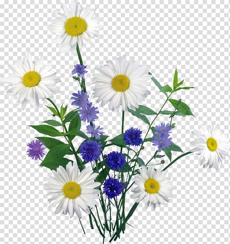 , daisies transparent background PNG clipart