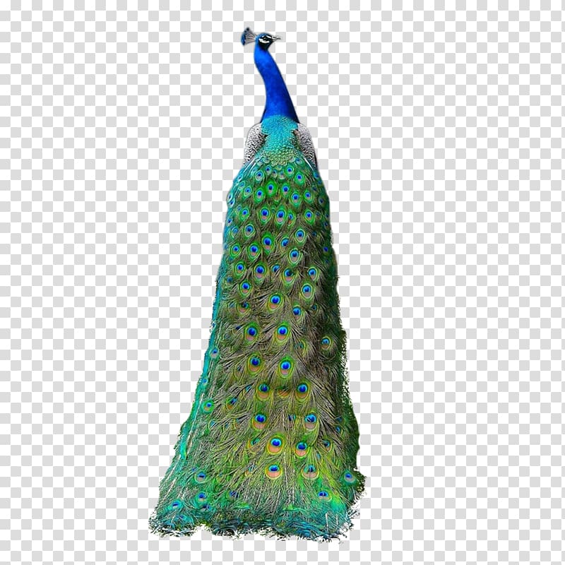 Asiatic peafowl Feather, peacock transparent background PNG clipart