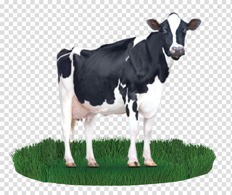 Holstein Friesian cattle Milk Cargill Dairy cattle Cattle feeding, milk transparent background PNG clipart