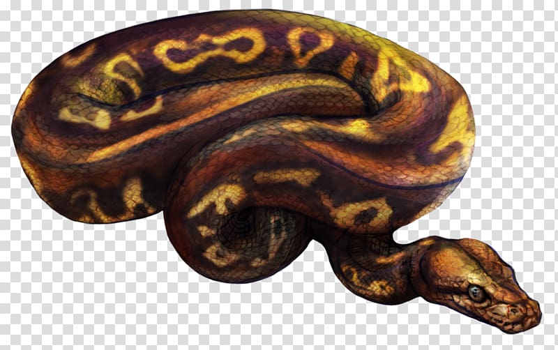 Boa constrictor, ball python transparent background PNG clipart