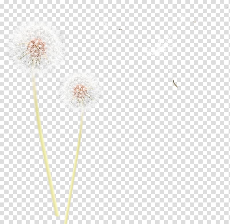 Common Dandelion Flower Plant Polyvore, dandelion transparent background PNG clipart